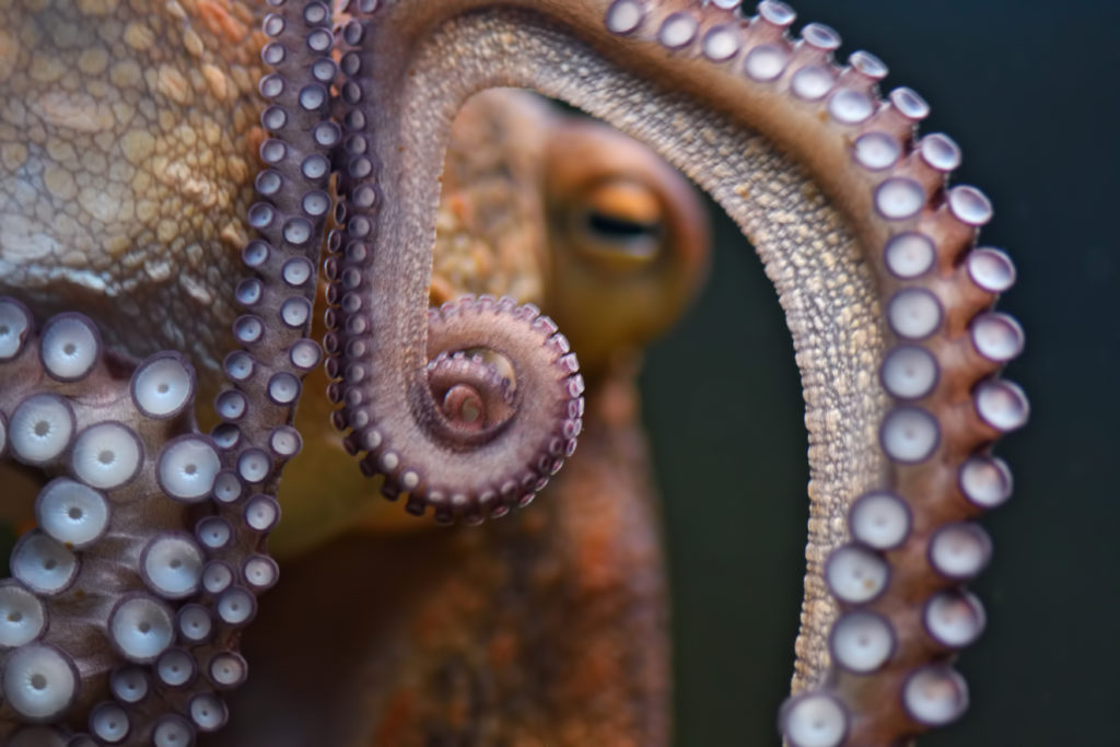 This octopus is a metaphor for our inner wisdom